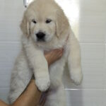 Häkkinen-male-golden-retriver-puppy-for-sale-1 (1)