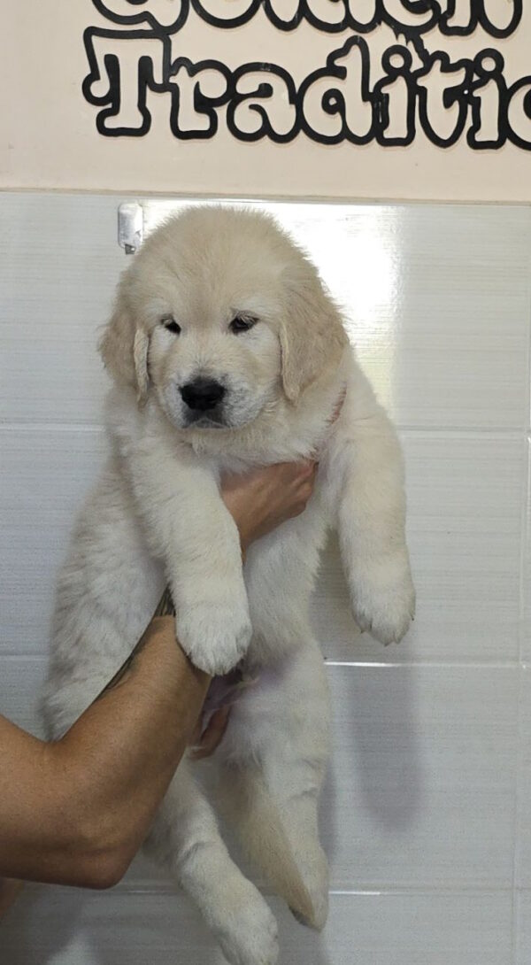 Häkkinen Golden Retriever