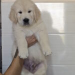 Huscar Golden Retriever