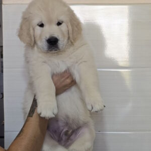 Häkkinen Golden Retriever