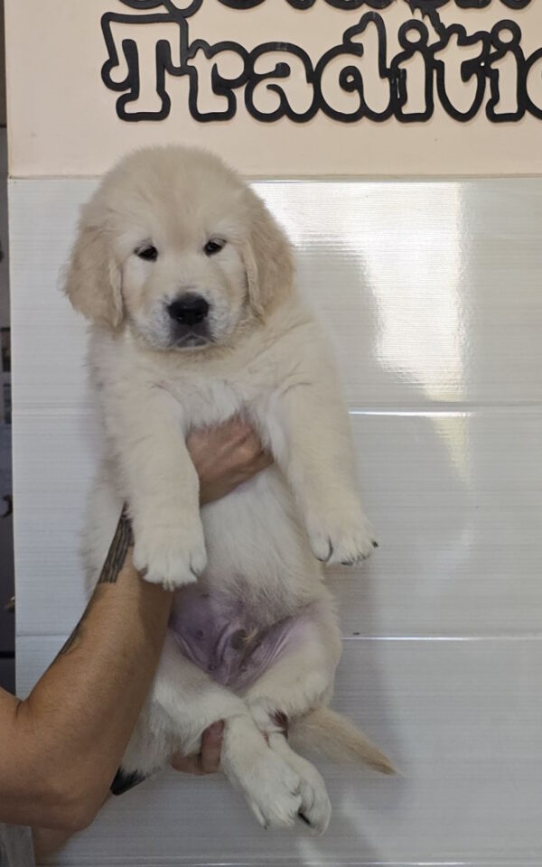 Häkkinen Golden Retriever