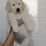 Häkkinen-male-golden-retriver-puppy-for-sale-1 (3)