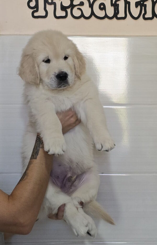 Häkkinen Golden Retriever