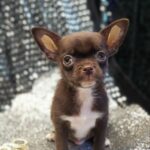 Hans-male-Chihuahua-puppy-for sale-1