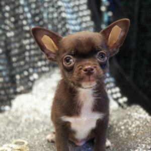 Hans Chihuahua