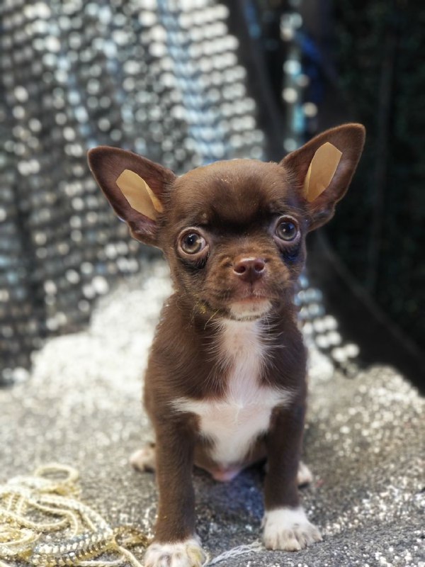 Hans Chihuahua Hans Chihuahua