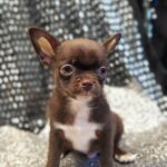 Hans-male-Chihuahua-puppy-for sale-2