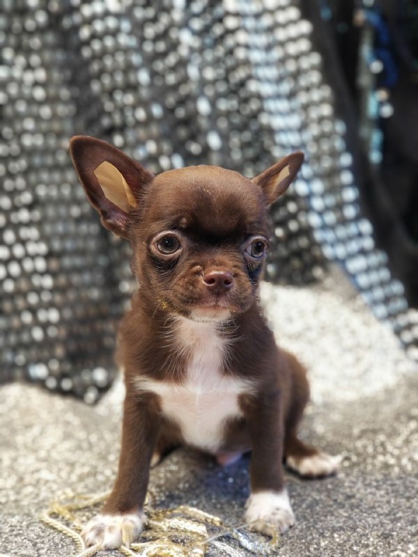 Hans Chihuahua Hans Chihuahua