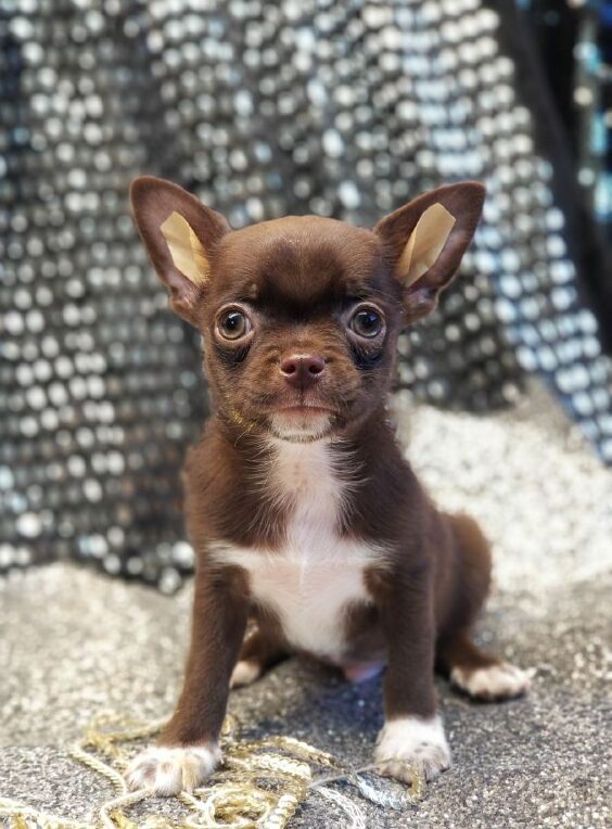 Hans Chihuahua Hans Chihuahua