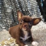 Hans-male-Chihuahua-puppy-for sale-4