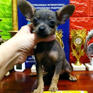 Harley Russian Toy Terrier