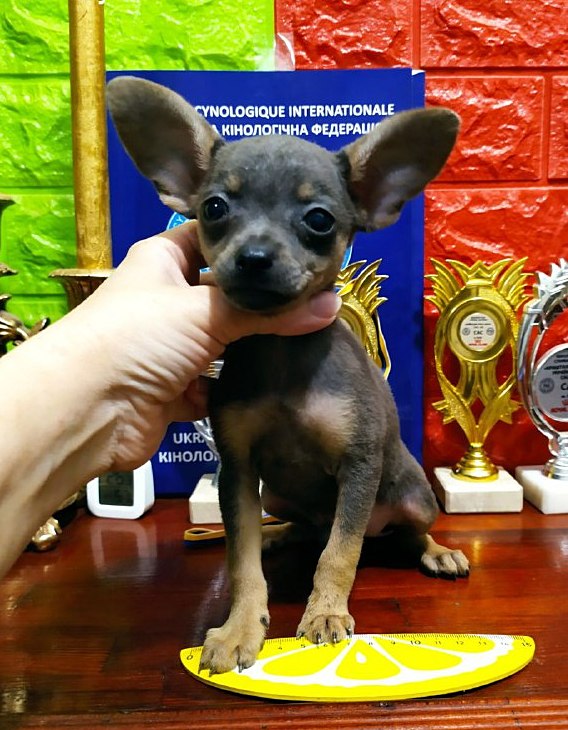 Harley Russian Toy Terrier Harley Russian Toy Terrier