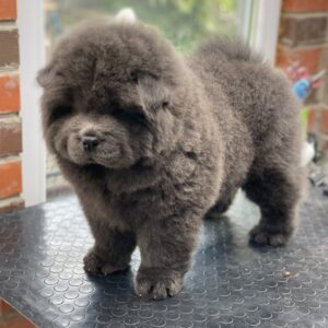Harley Chow-Chow