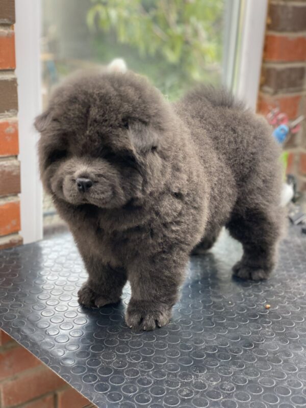 Harley Chow-Chow