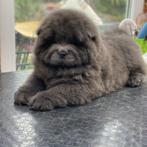 Harley Chow-Chow