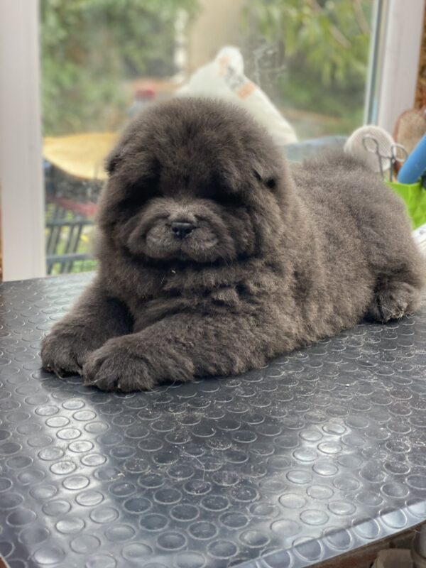 Harley Chow-Chow