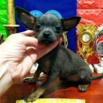 Harold-male-Russian-Toy-puppy-for-sale-1