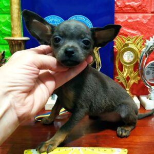 Harold Russian Toy Terrier Harold Russian Toy Terrier