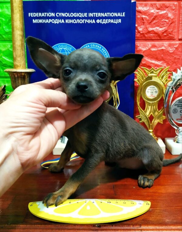 Harold Russian Toy Terrier Harold Russian Toy Terrier