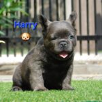 Harry-male-fluffy-french-bulldog-puppy-for-sale- (1)