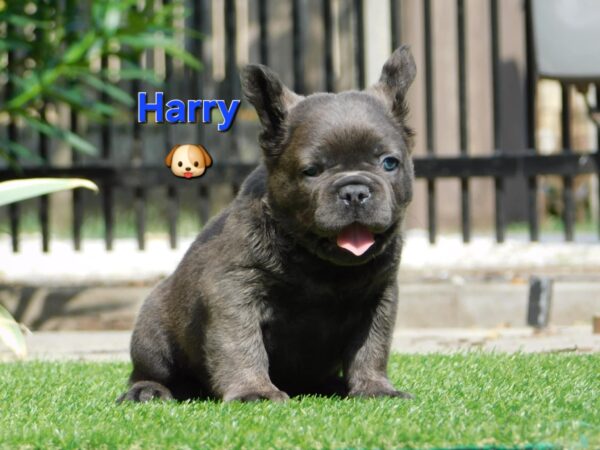 Harry Fluffy French Bulldog Harry Fluffy French Bulldog