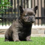 Harry-male-fluffy-french-bulldog-puppy-for-sale- (2)