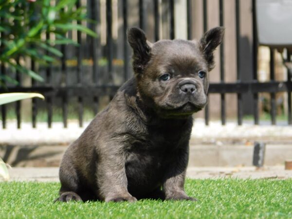 Harry Fluffy French Bulldog Harry Fluffy French Bulldog