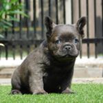 Harry-male-fluffy-french-bulldog-puppy-for-sale- (3)