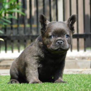Harry Fluffy French Bulldog
