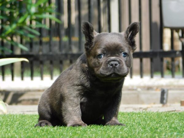 Harry Fluffy French Bulldog Harry Fluffy French Bulldog