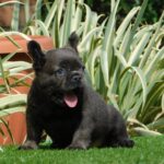 Ronny Fluffy French Bulldog