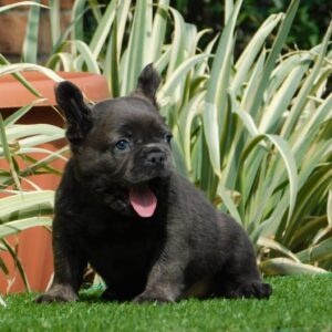 Harry Fluffy French Bulldog