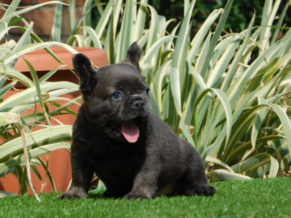 Harry Fluffy French Bulldog Harry Fluffy French Bulldog