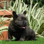 Harry-male-fluffy-french-bulldog-puppy-for-sale- (5)