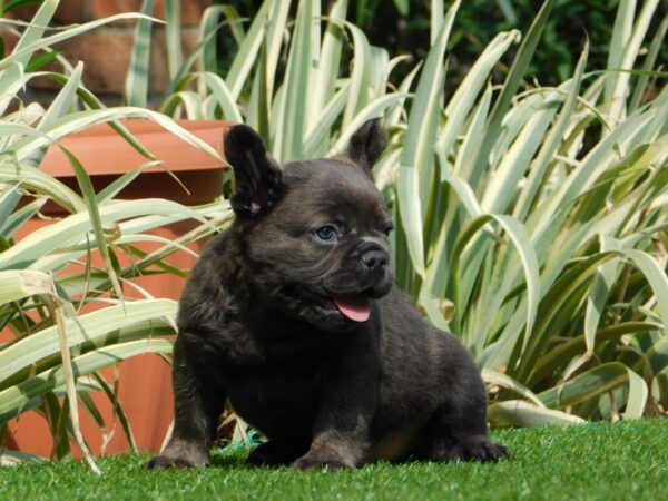 Harry Fluffy French Bulldog Harry Fluffy French Bulldog