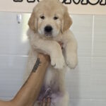 Ernestina Golden Retriever