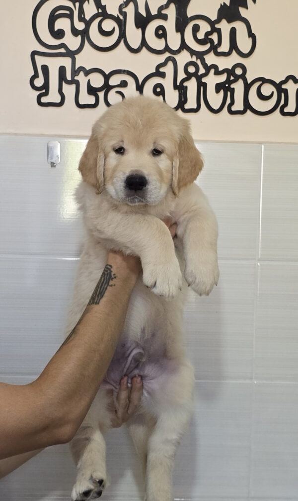 Hemingway Golden Retriever