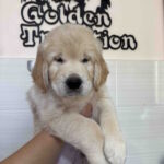 Hemingway-male-golden-retriver-puppy-for-sale-1 (2)