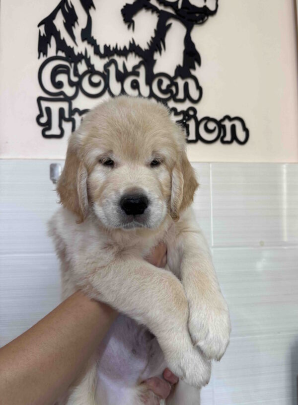 Hemingway Golden Retriever