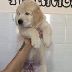 Hemingway-male-golden-retriver-puppy-for-sale-1 (3)