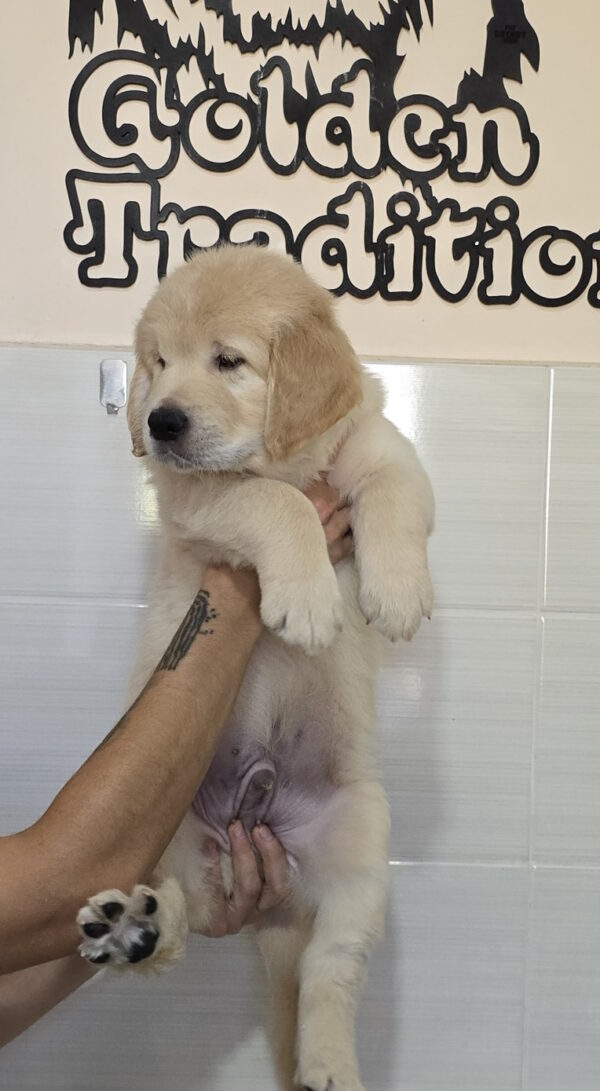 Hemingway Golden Retriever