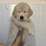 Hemingway-male-golden-retriver-puppy-for-sale-1 (4)