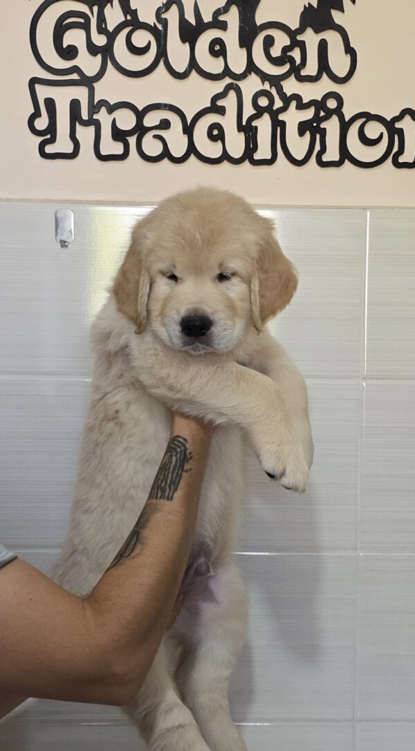 Hemingway Golden Retriever