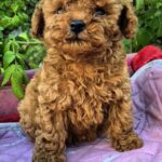 Hillary-female-Toy-Poodle-puppy-for-sale-1