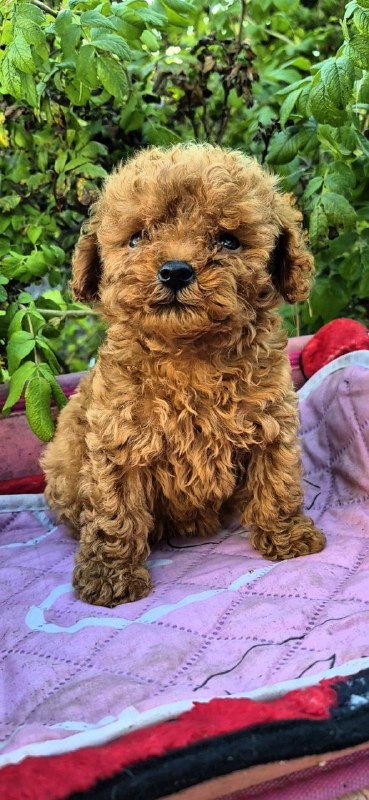 Hillary Toy Poodle