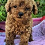 Hillary-female-Toy-Poodle-puppy-for-sale-2