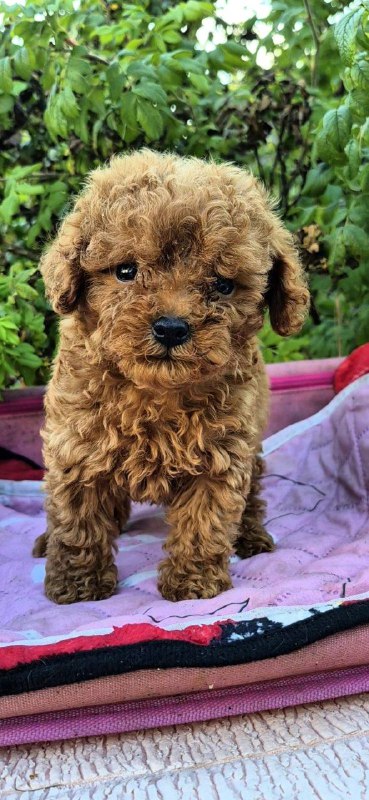 Hillary Toy Poodle