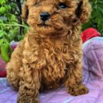 Hillary-female-Toy-Poodle-puppy-for-sale-3
