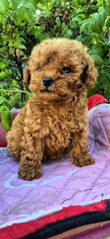 Hillary Toy Poodle