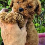 Hillary-female-Toy-Poodle-puppy-for-sale-4
